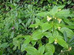 Image of Blue-flowered Impatiens