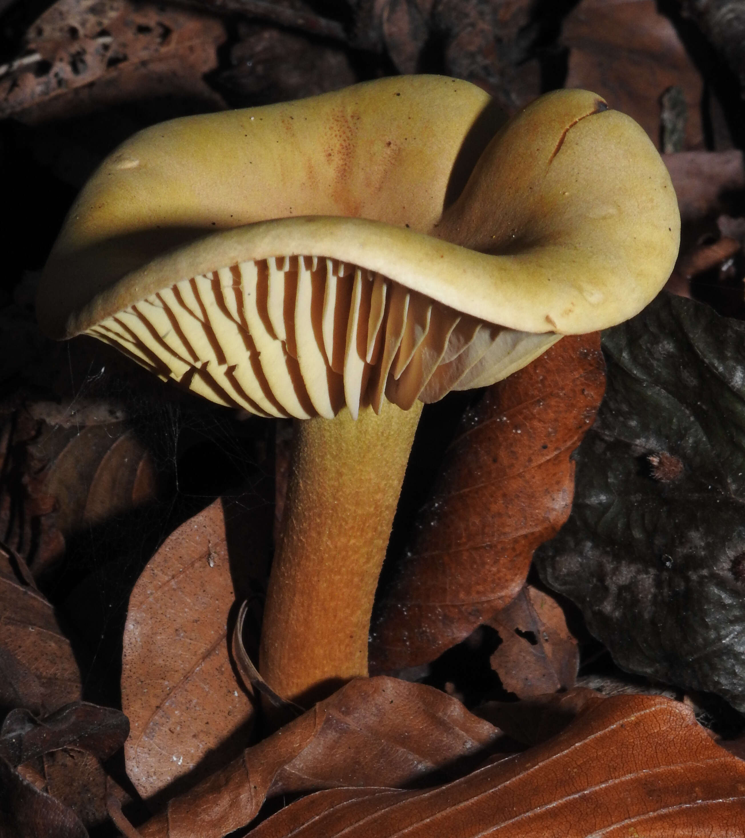 Image of Gas agaric