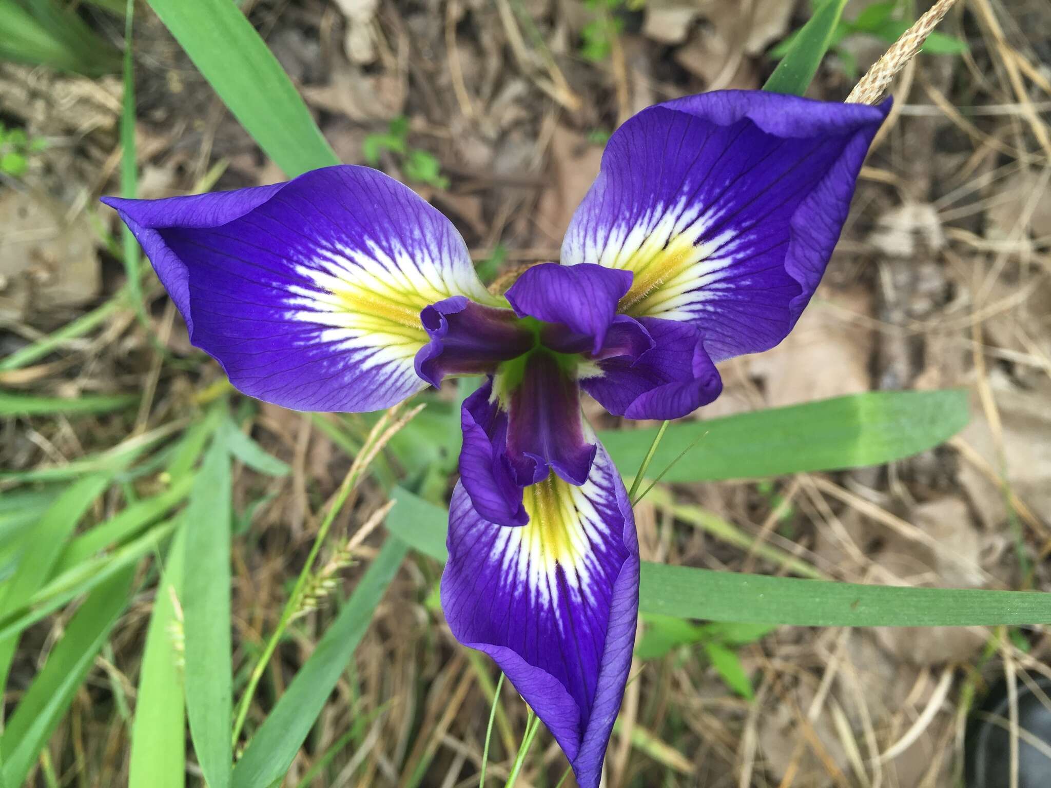 Image of zigzag iris