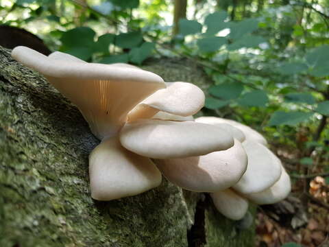 Image of Pleurotus