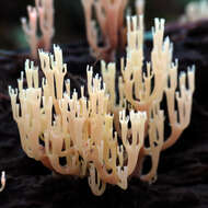 Image of Artomyces pyxidatus (Pers.) Jülich 1982
