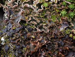 Image of felt lichen