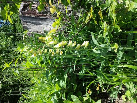 Imagem de Digitalis grandiflora Mill.