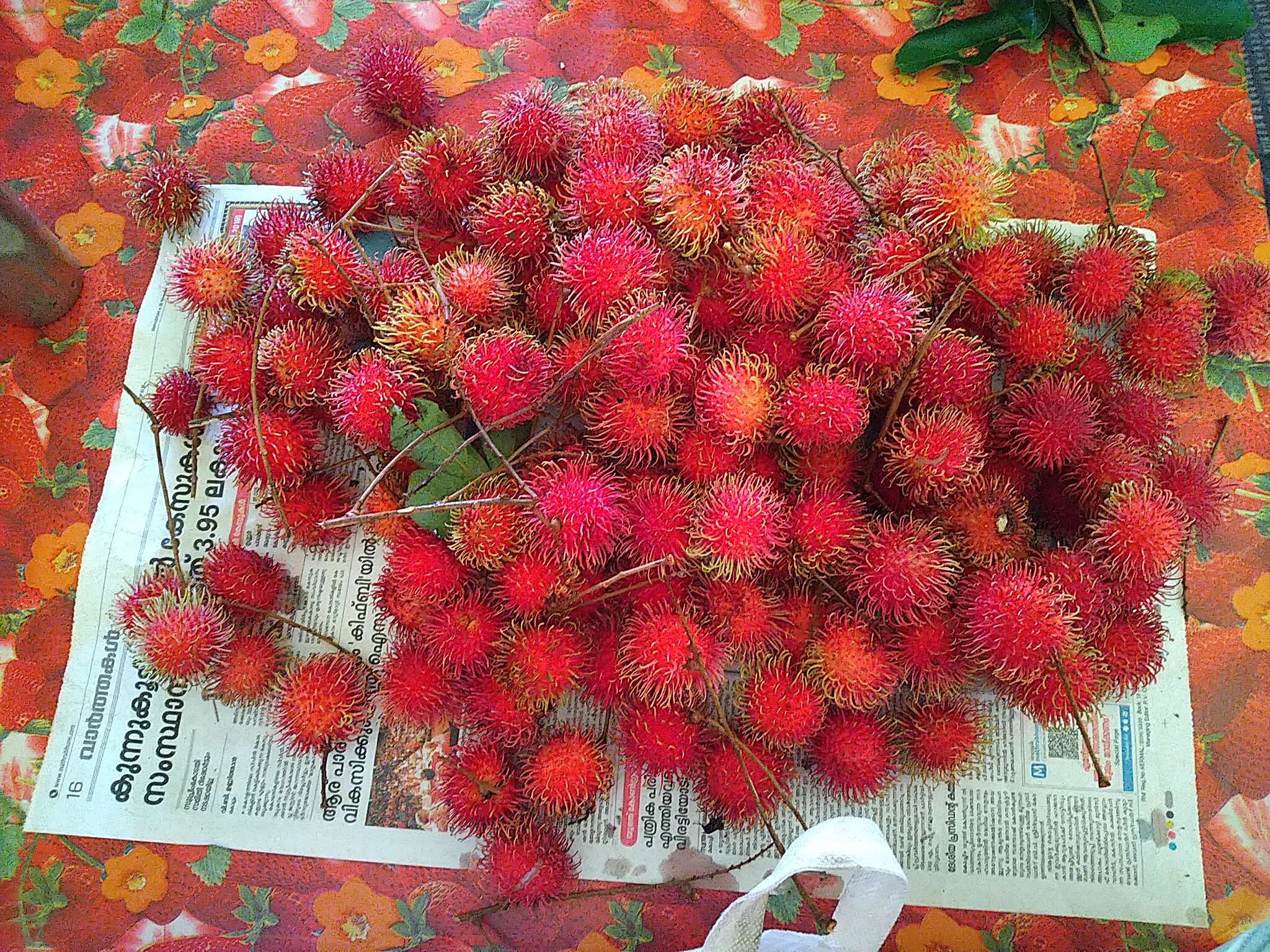 Image of rambutan