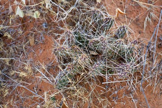 Image of Panhandle Prickly-pear