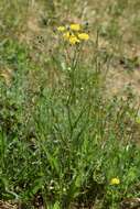 Image of smooth hawksbeard