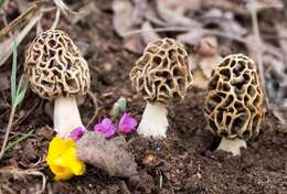 Image of Morchella vulgaris