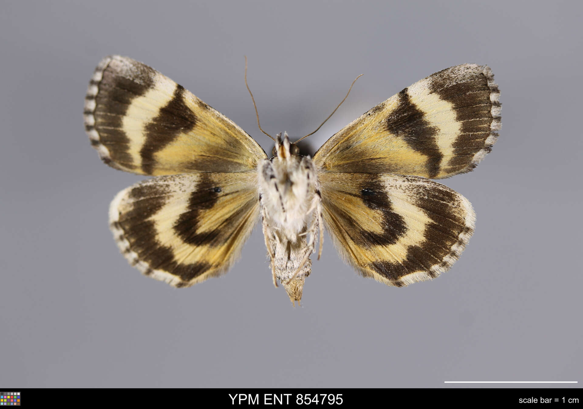 Image of Sweet underwing moth