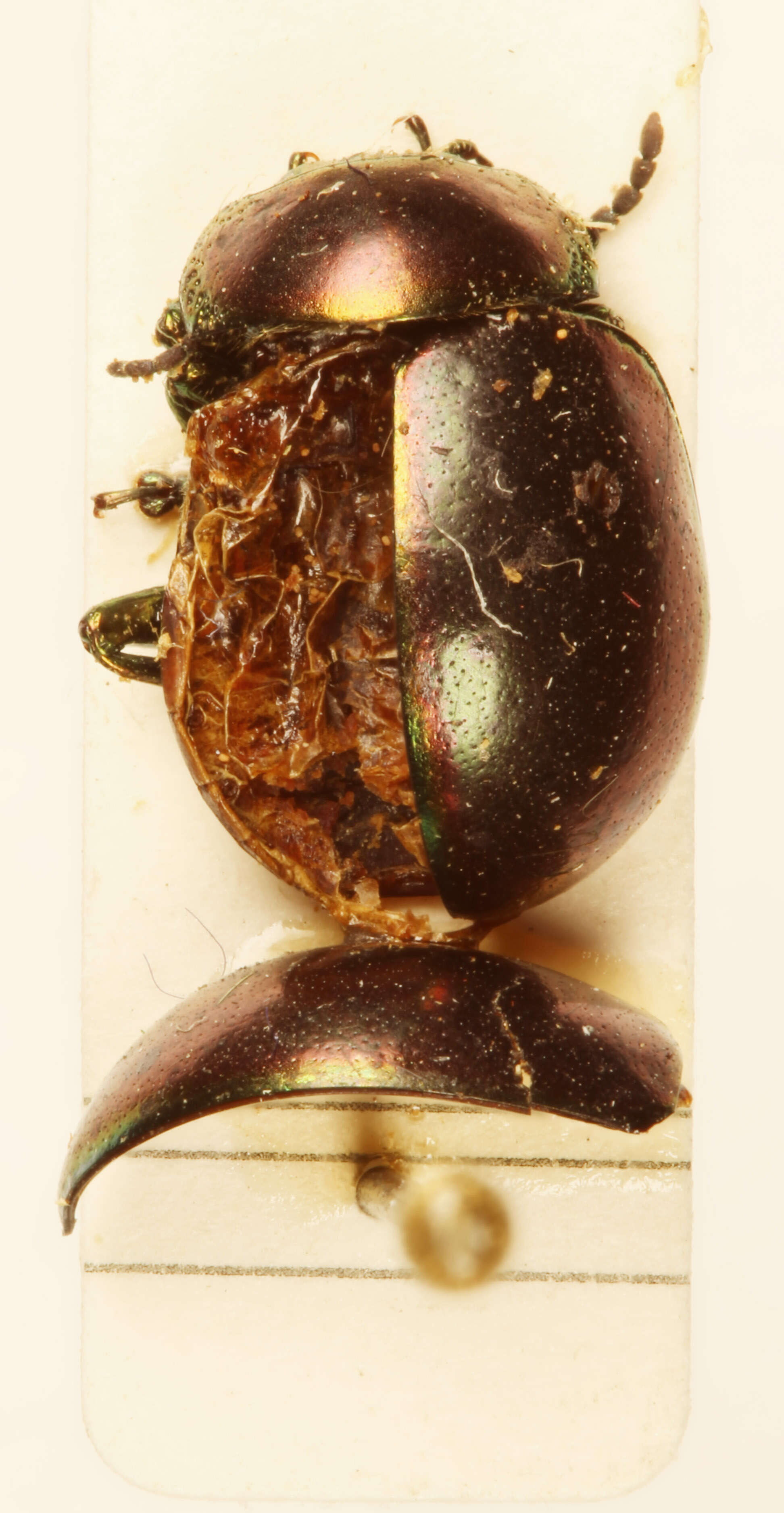 Image of Chrysolina