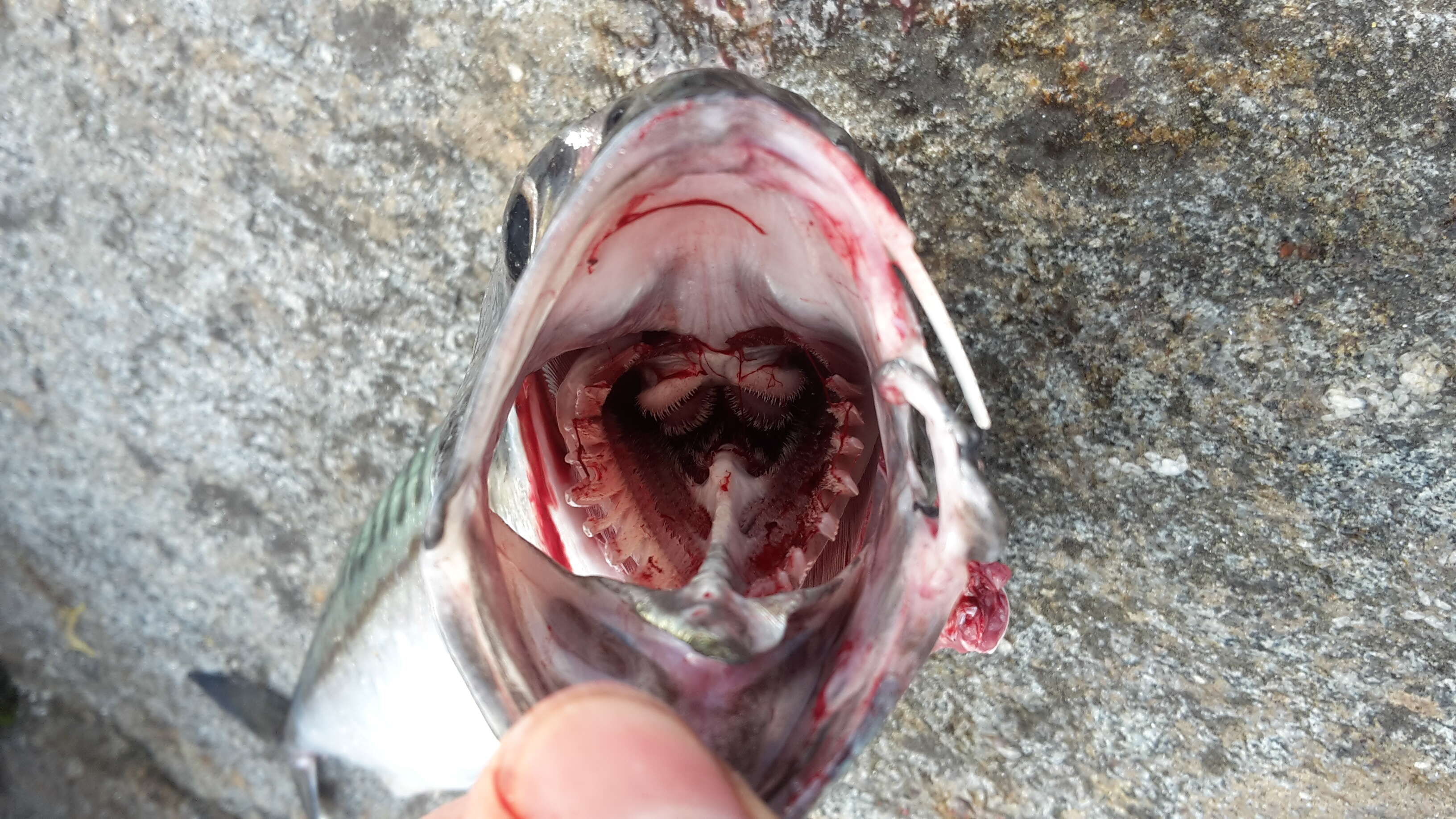 Image of Atlantic Mackerel