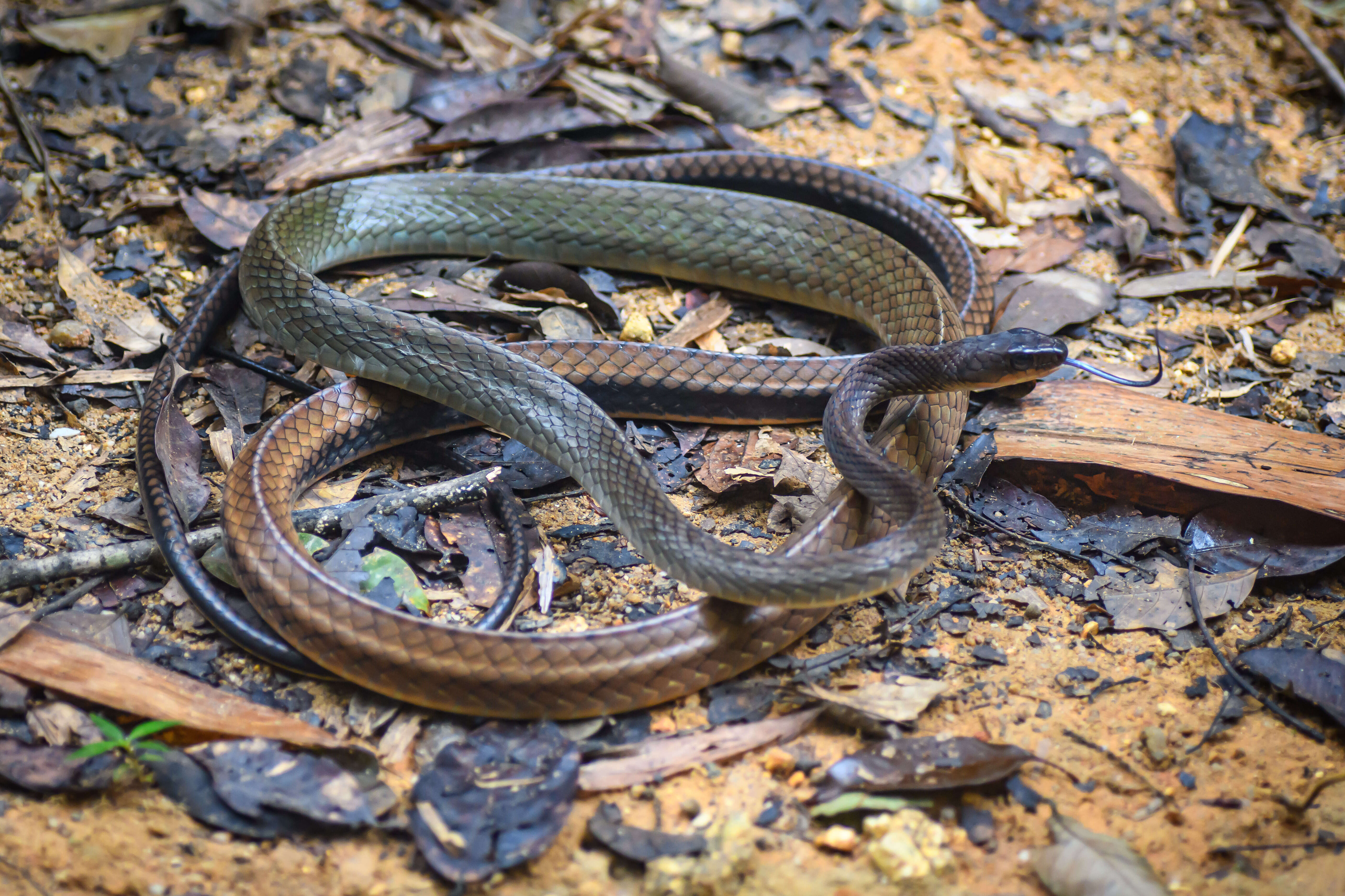 Image of White-bellied Rat Snake