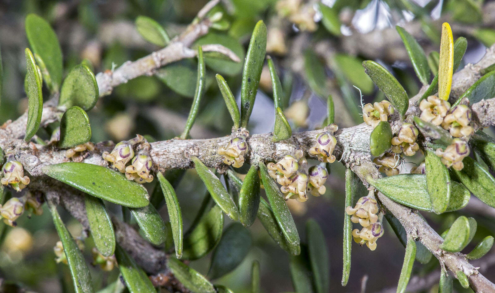 Image of Melicytus alpinus (Kirk) P. J. Garnock-Jones