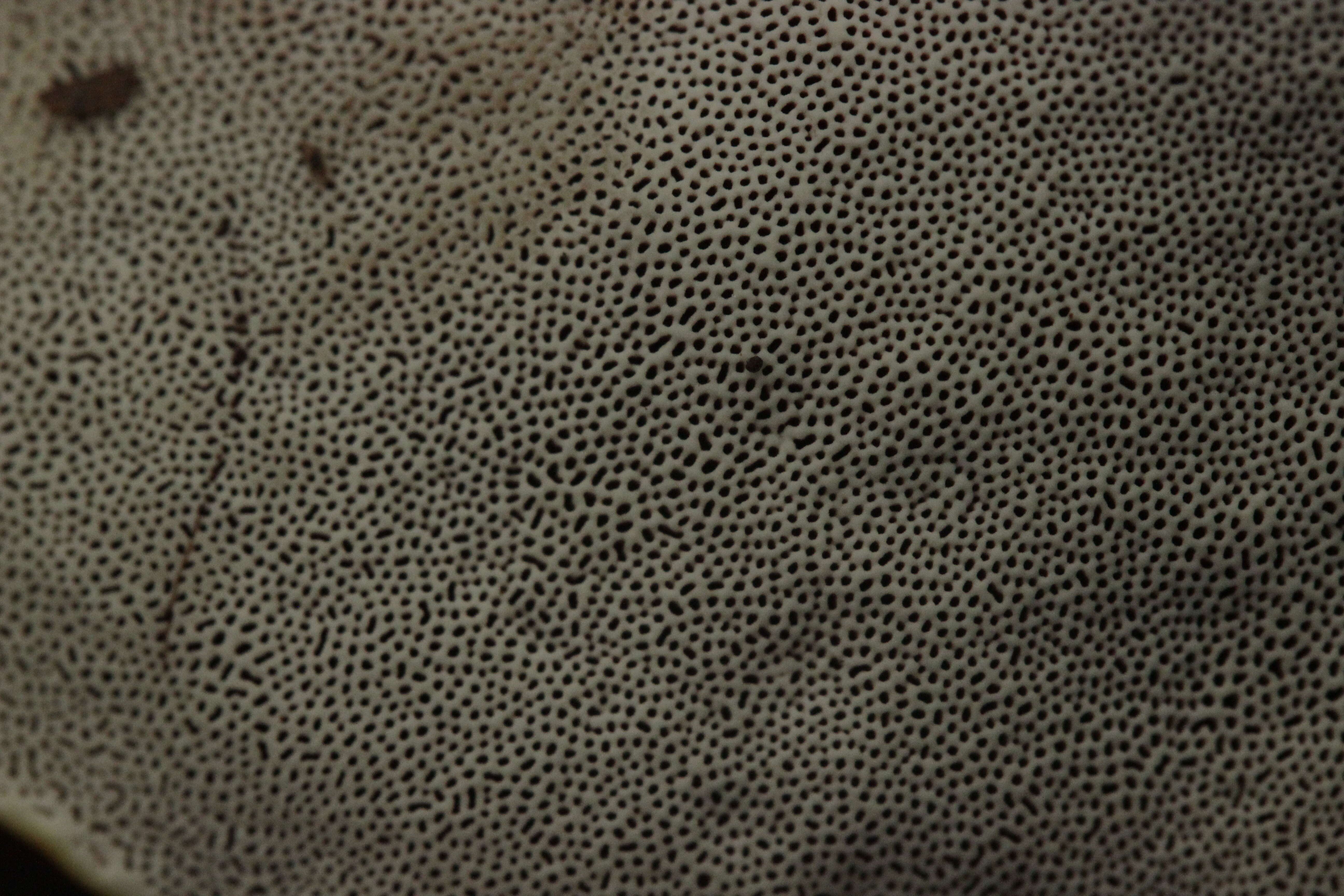 Image of lingzhi mushroom