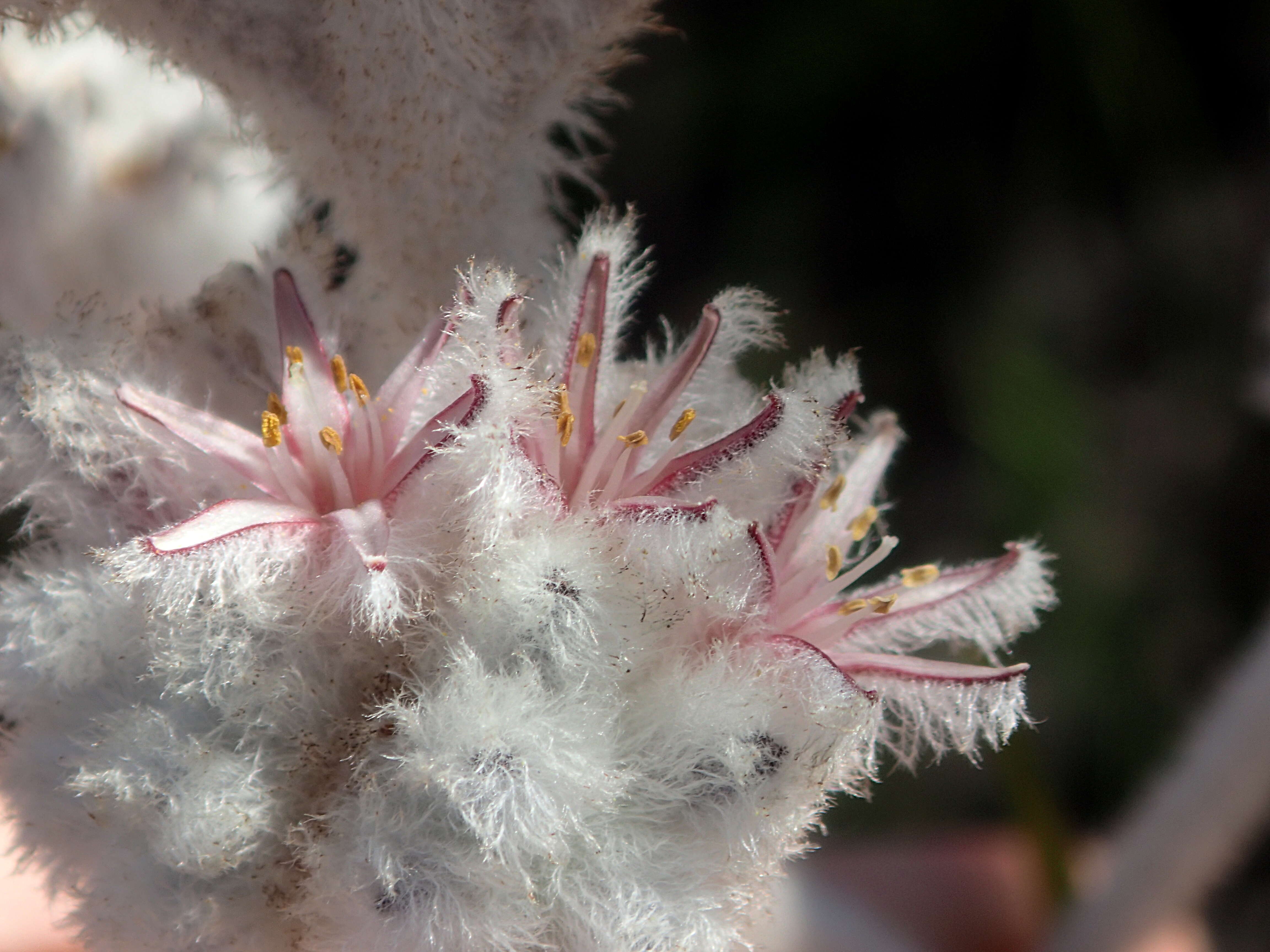 Image of Lanaria lanata (L.) T. Durand & Schinz