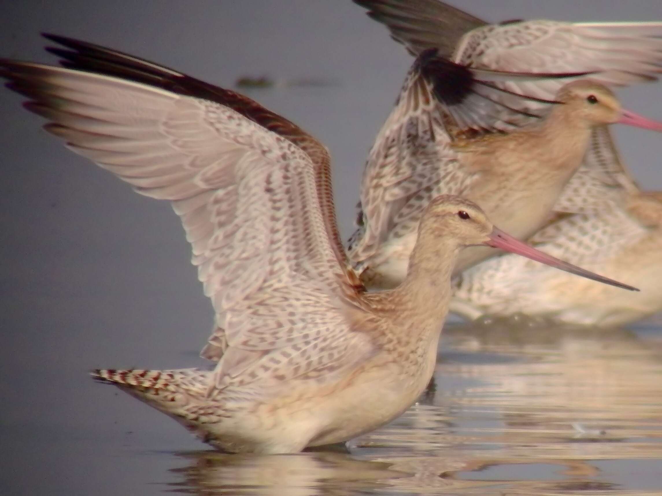 Image of Bar-tailed Godwit