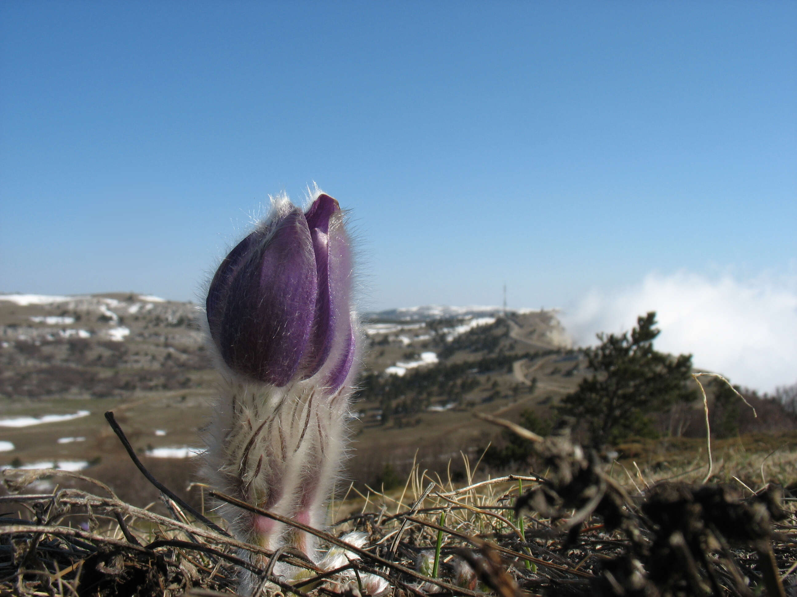 Image of Eastern Pasque Flower