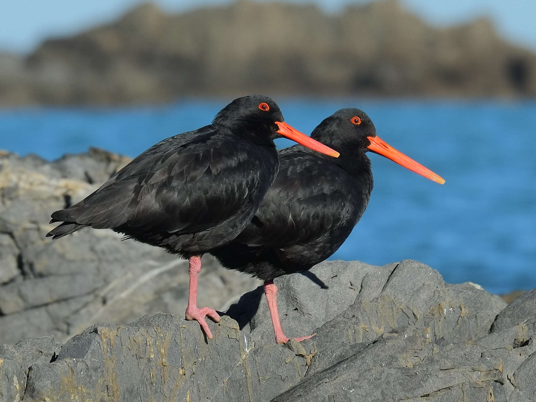 Imagem de Haematopus unicolor Forster & JR 1844