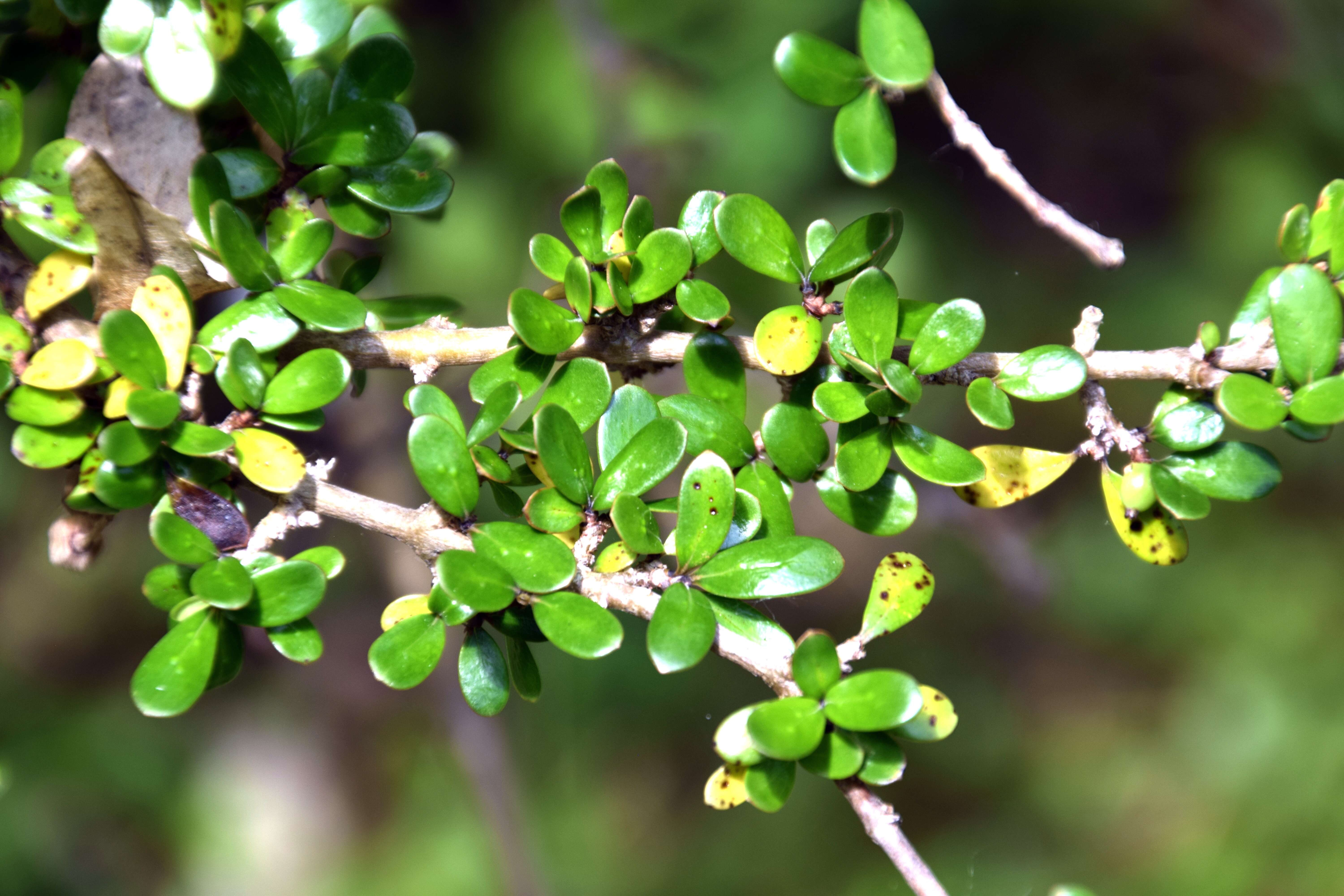 Imagem de Coprosma propinqua A. Cunn.