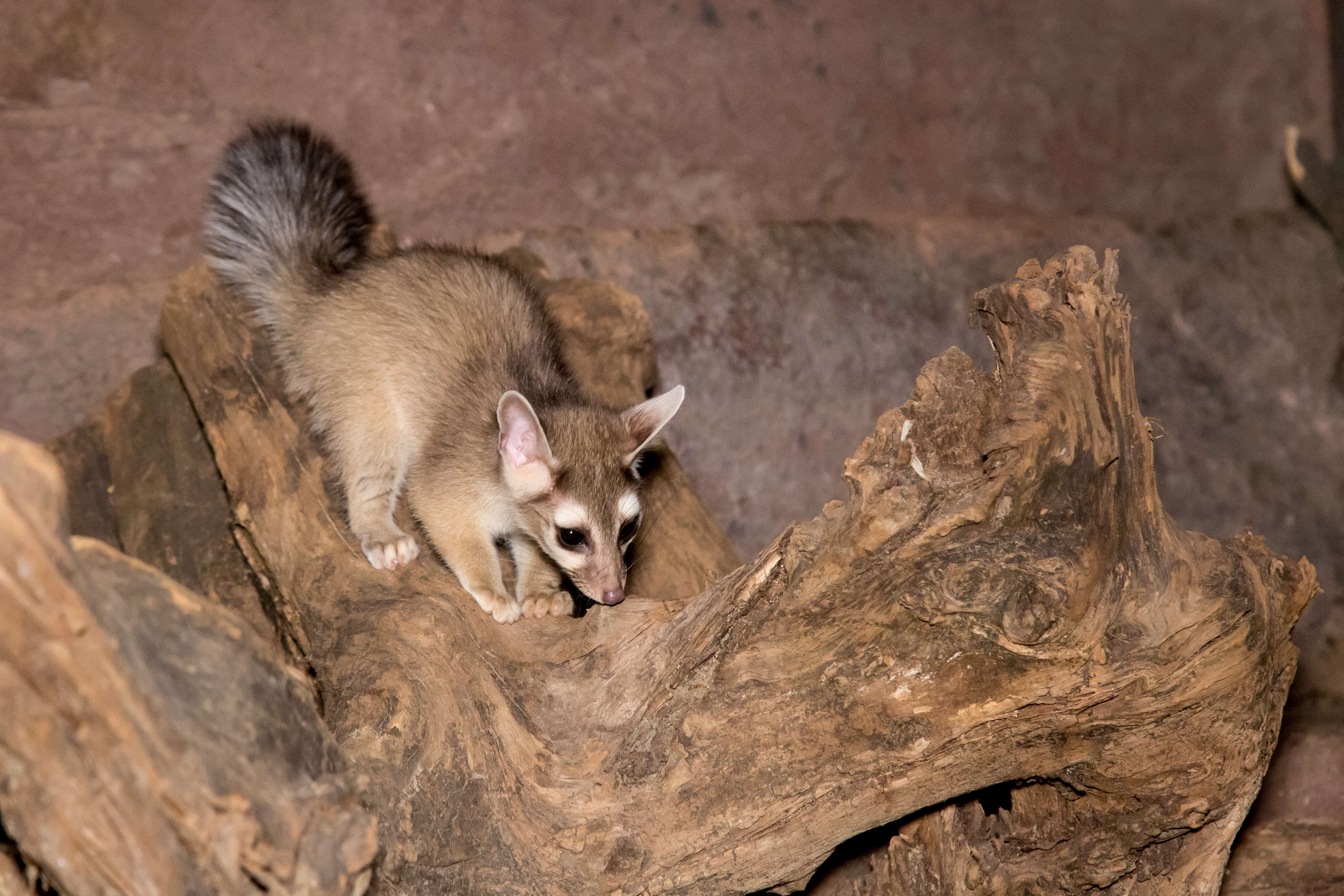 Image of Ringtail