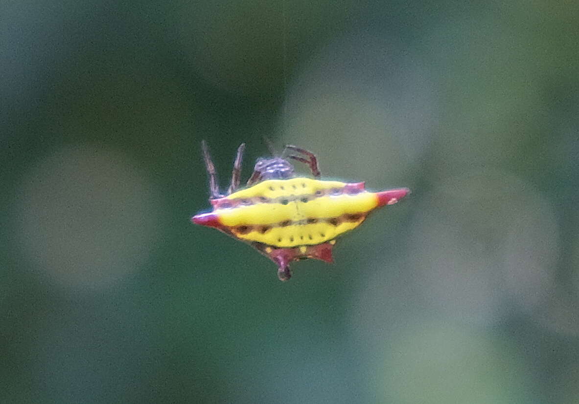 Image of Gasteracantha sturi (Doleschall 1857)