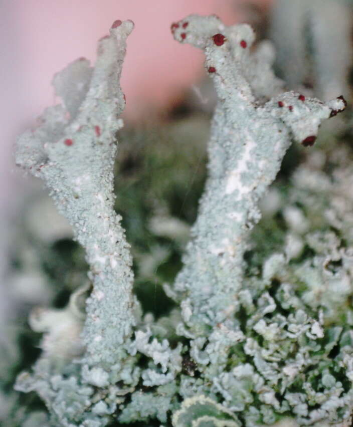 Слика од Cladonia digitata (L.) Hoffm.