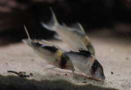 Image of Corydoras imitator Nijssen & Isbrücker 1983