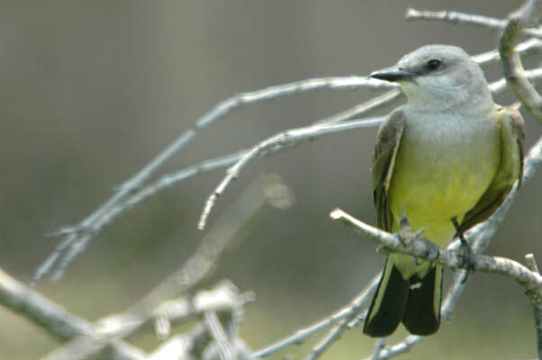 Image of Western Kingbird