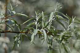 Plancia ëd Pyrus salicifolia Pall.