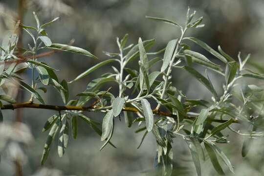 Plancia ëd Pyrus salicifolia Pall.