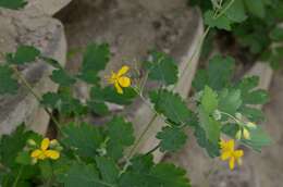 Image of celandine