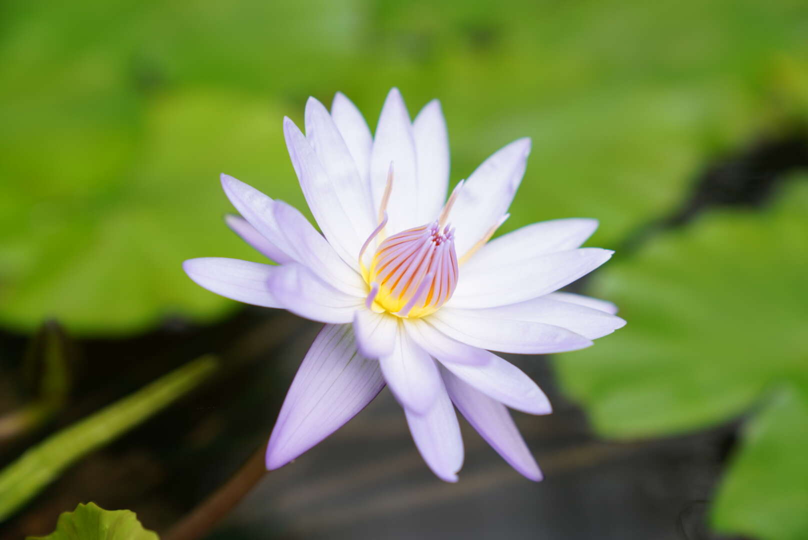 Image of Cape Blue Water-Lily