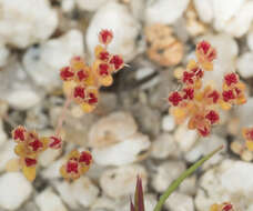 Image of sand pygmyweed