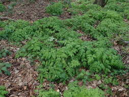 Imagem de Anthriscus sylvestris (L.) Hoffm.