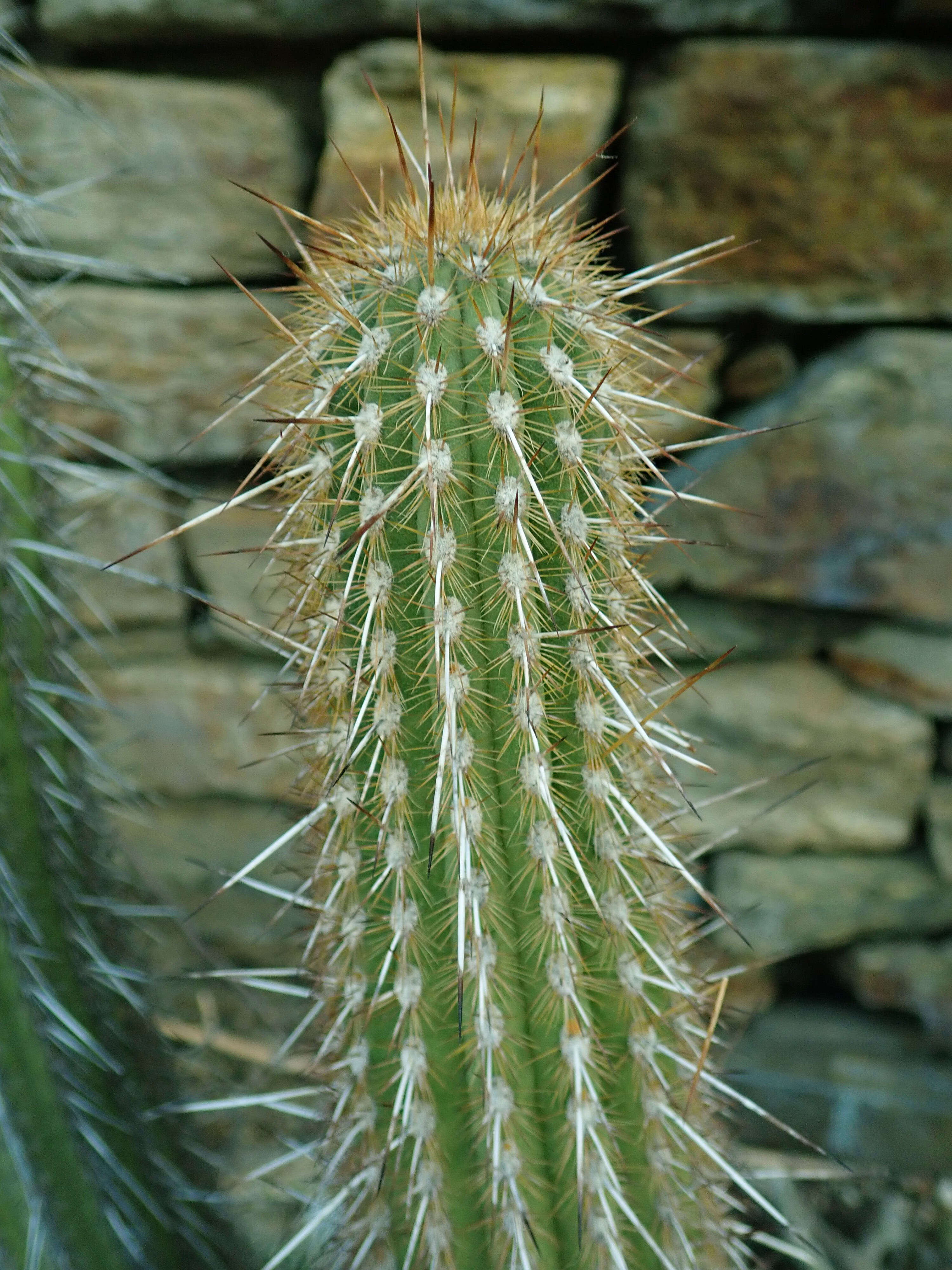 Weberbauerocereus weberbaueri (K. Schum.) Backeb.的圖片