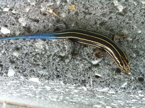 Image of Common Five-lined Skink