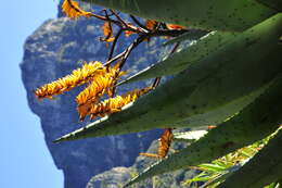 Image of Mountain aloe