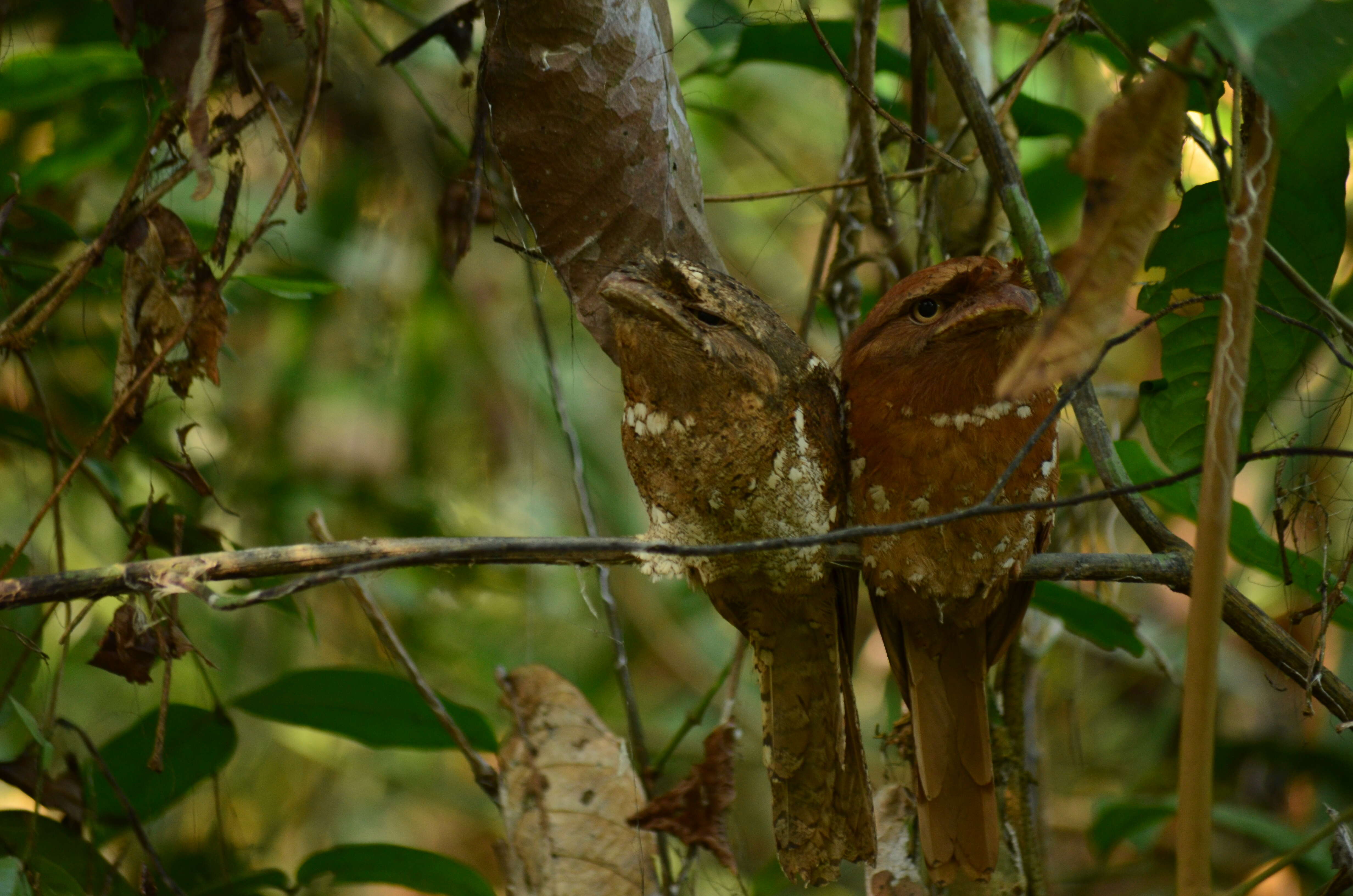 Image of Ceylon Frogmouth