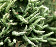 Image of Cladonia macilenta