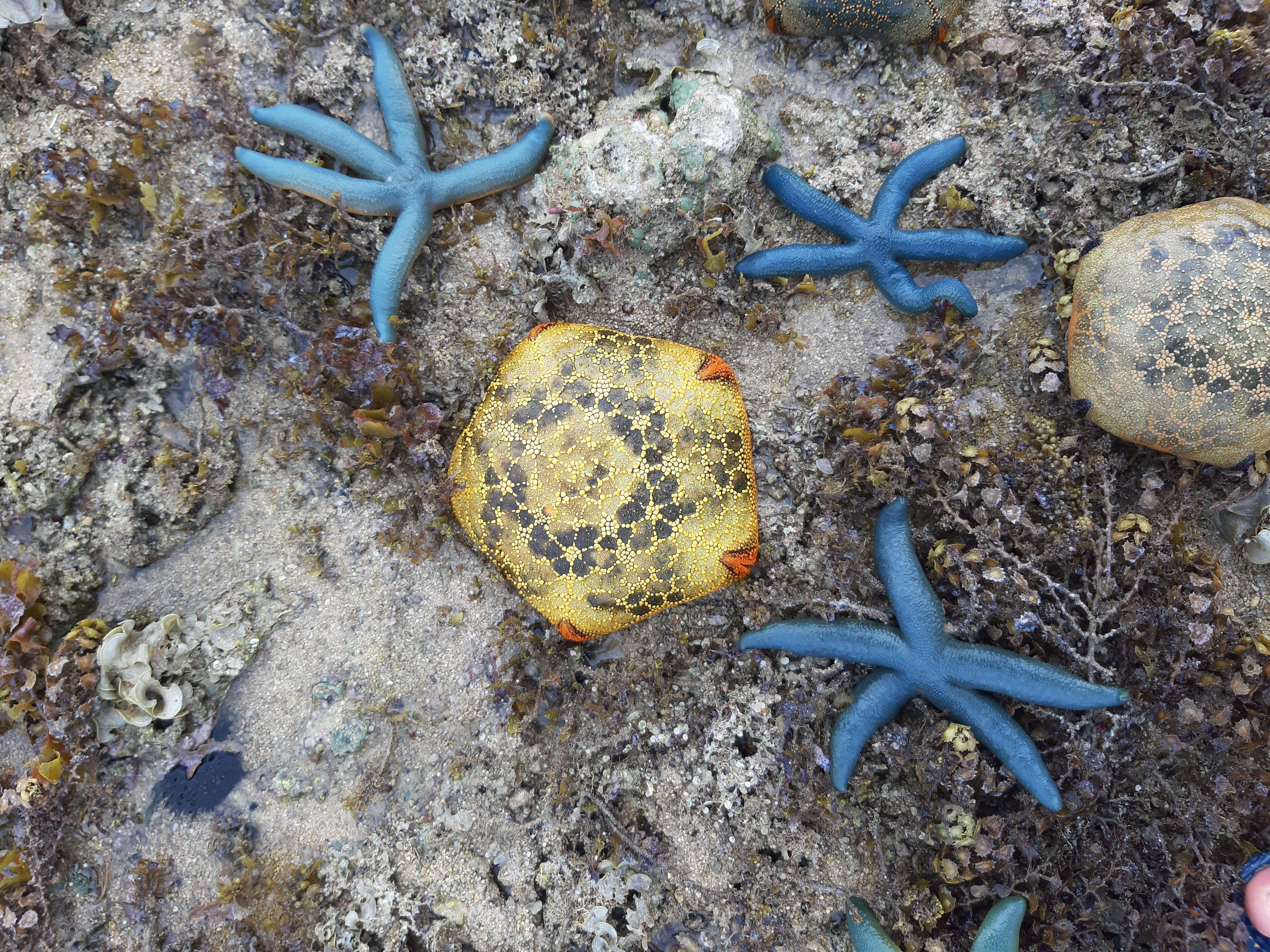 Image of Cushion star