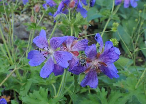 Image of Glandular Crane's-bill