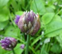 Image of wild chives