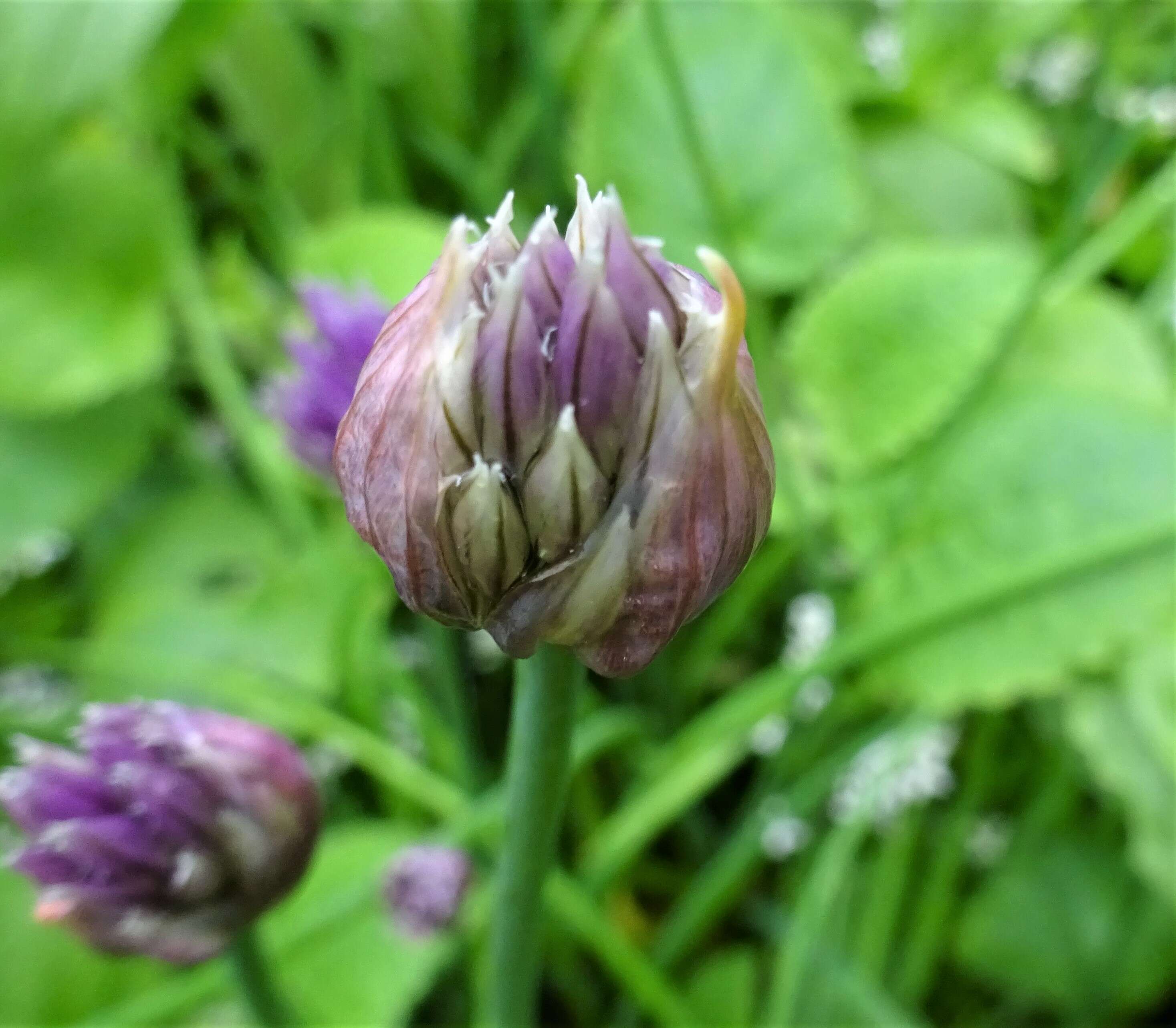 Image of wild chives