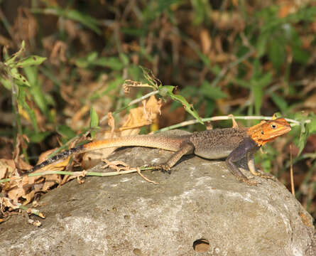 Image of Agama lebretoni Wagner, Barej & Schmitz 2009