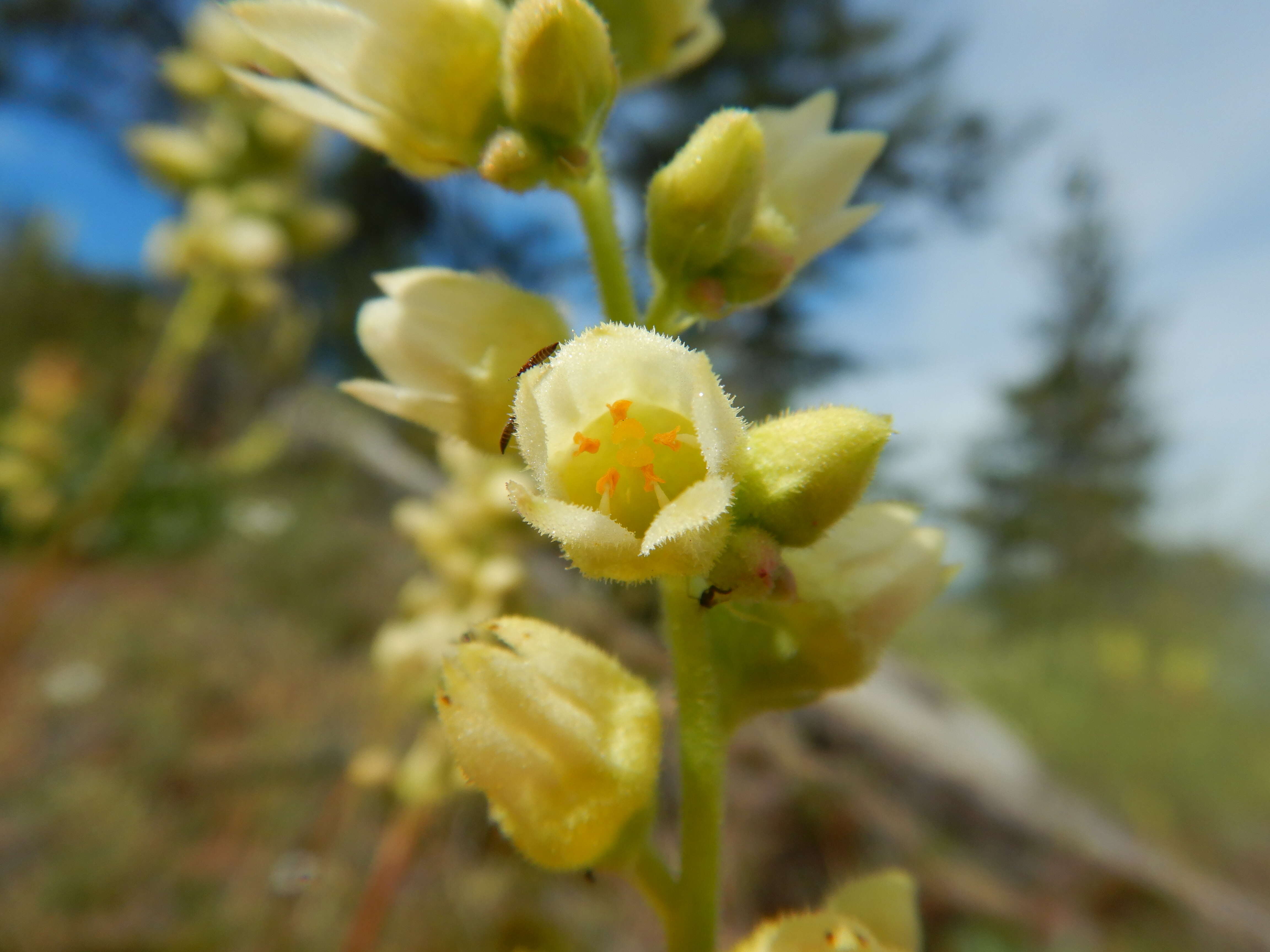 Image of roundleaf alumroot