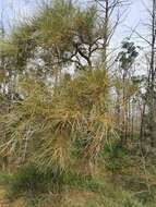 Image of Acacia coriacea subsp. sericophylla