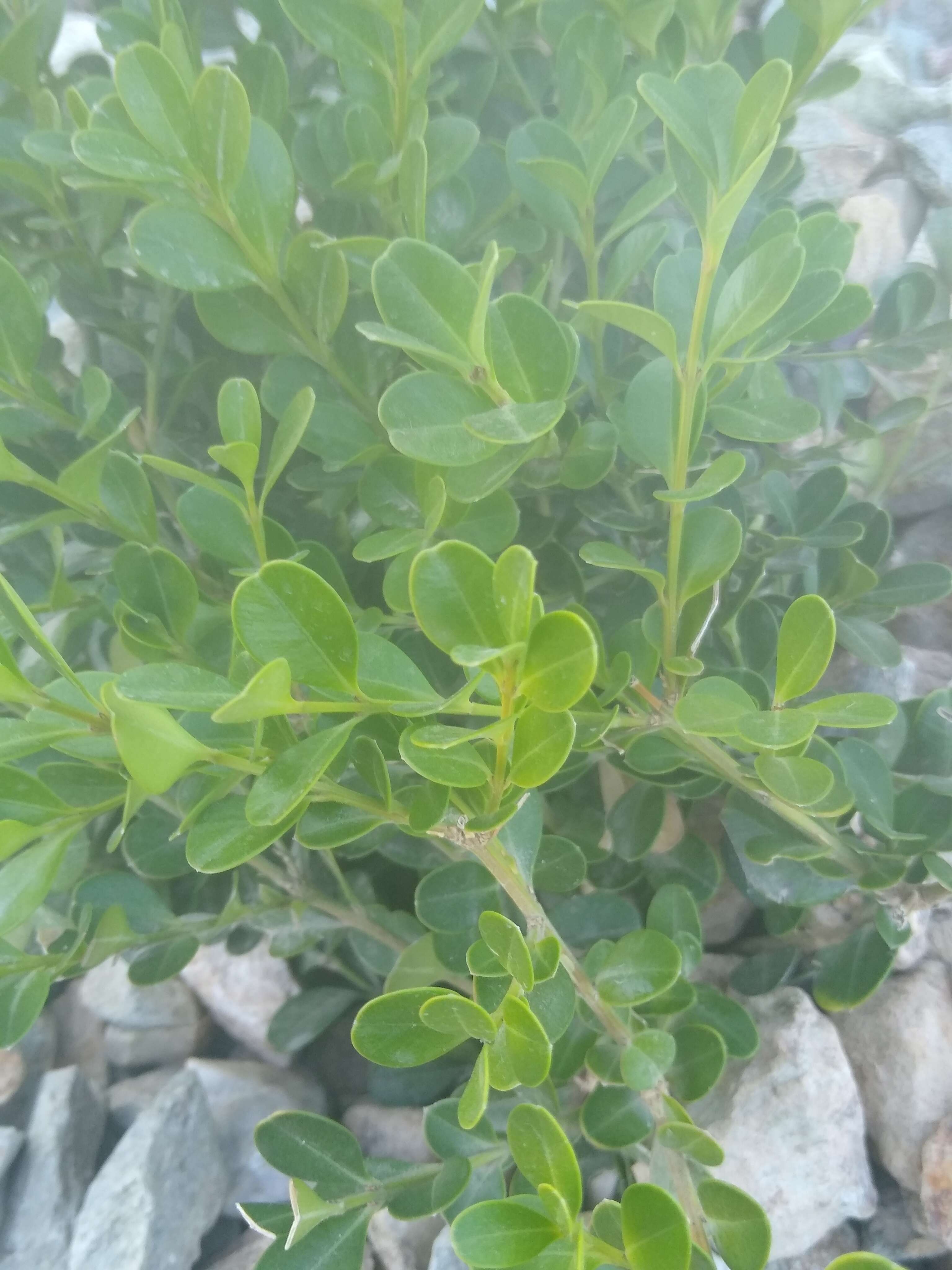 Image of Boxwood