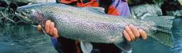 Image of Rainbow Trout