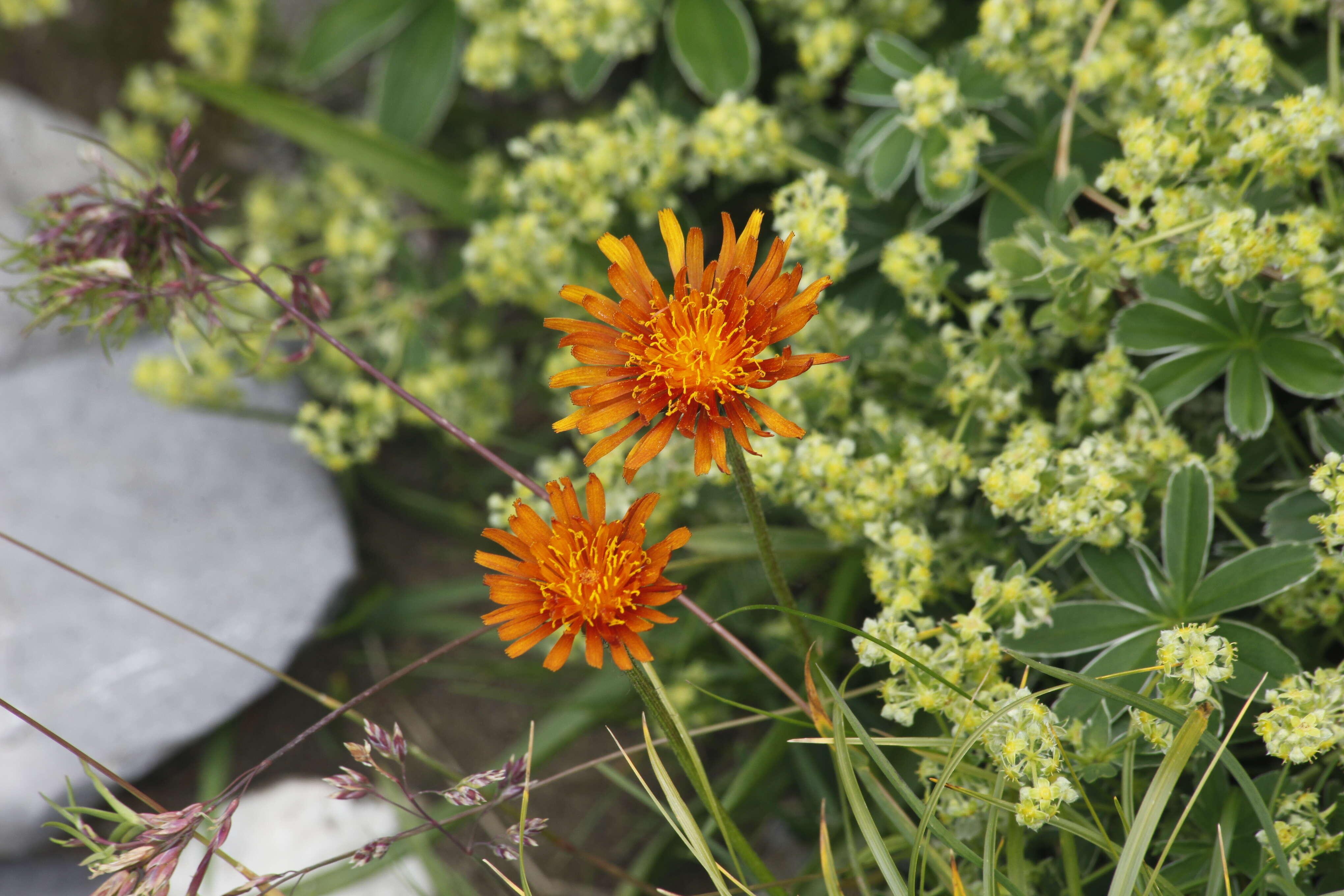 Imagem de Pilosella aurantiaca (L.) Sch. Bip., F. W. Schultz & Sch. Bip.