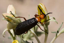 Image of Master Blister Beetle