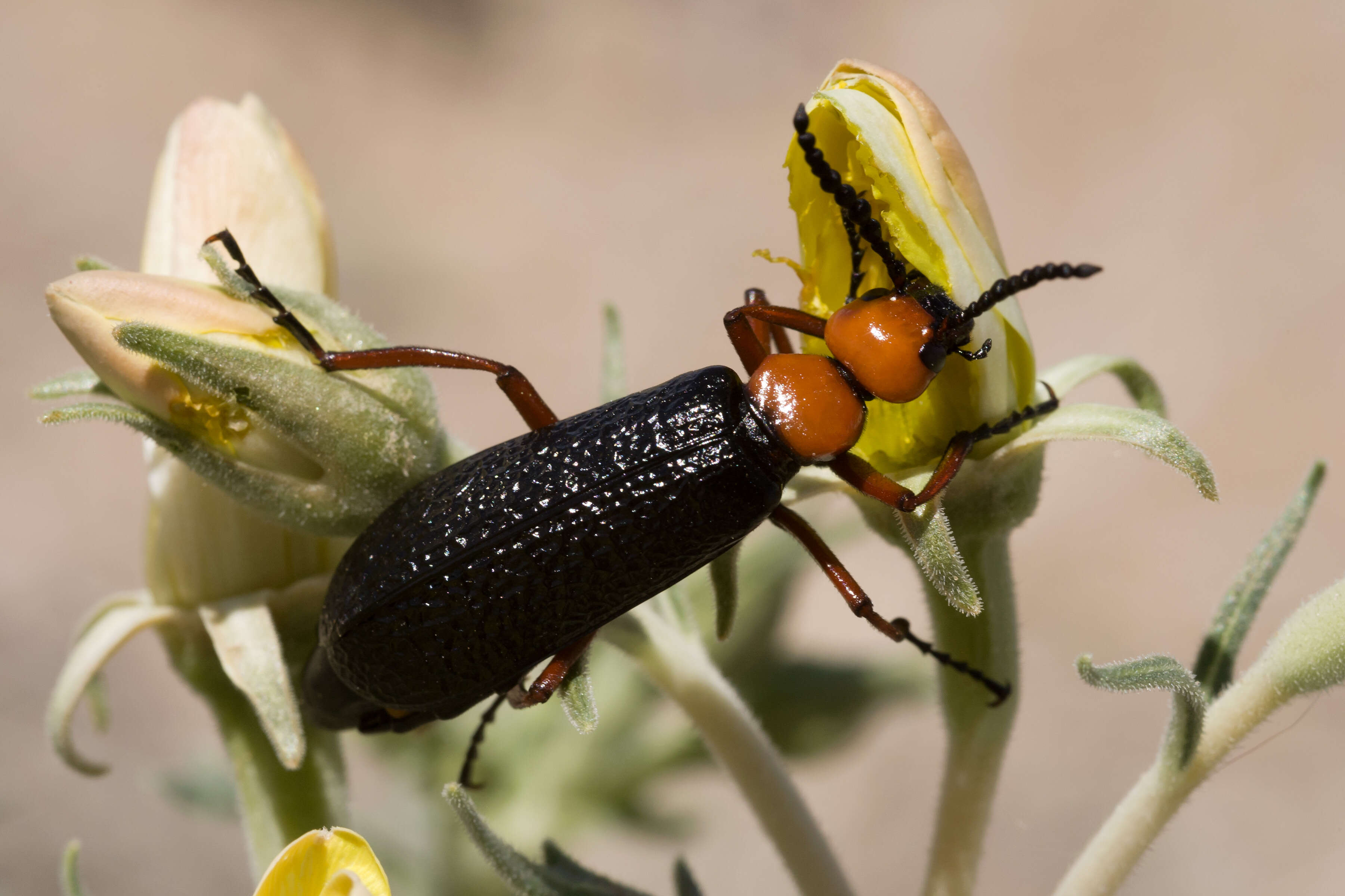 Image of Master Blister Beetle